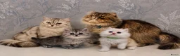 Persian cats for sale: 🐾 Stunning Pure Persian Kittens – Simba & Kovu 🐾 - Advert 7