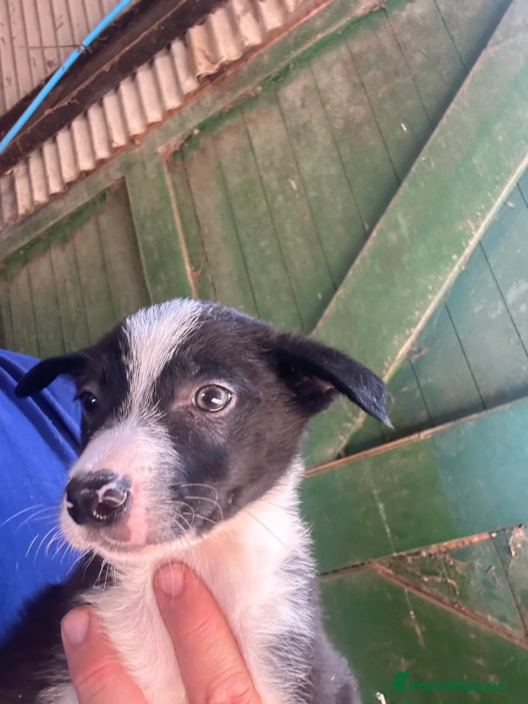 Border Collie dogs for sale: ISDS registered pups - Advert 1
