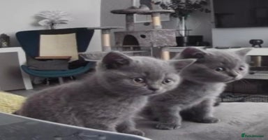 British Shorthair cats in Manchester - Advert 7