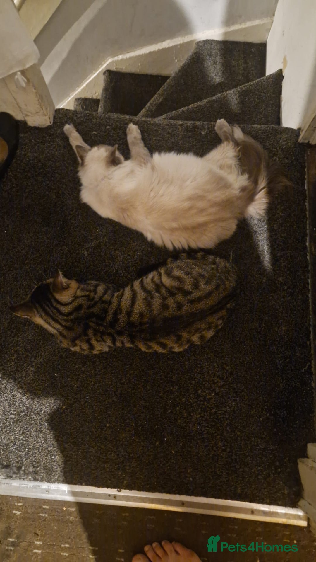 Mixed Breed cats for sale: 5 mixed breed kittens. Ragdoll/tabby - Image 3