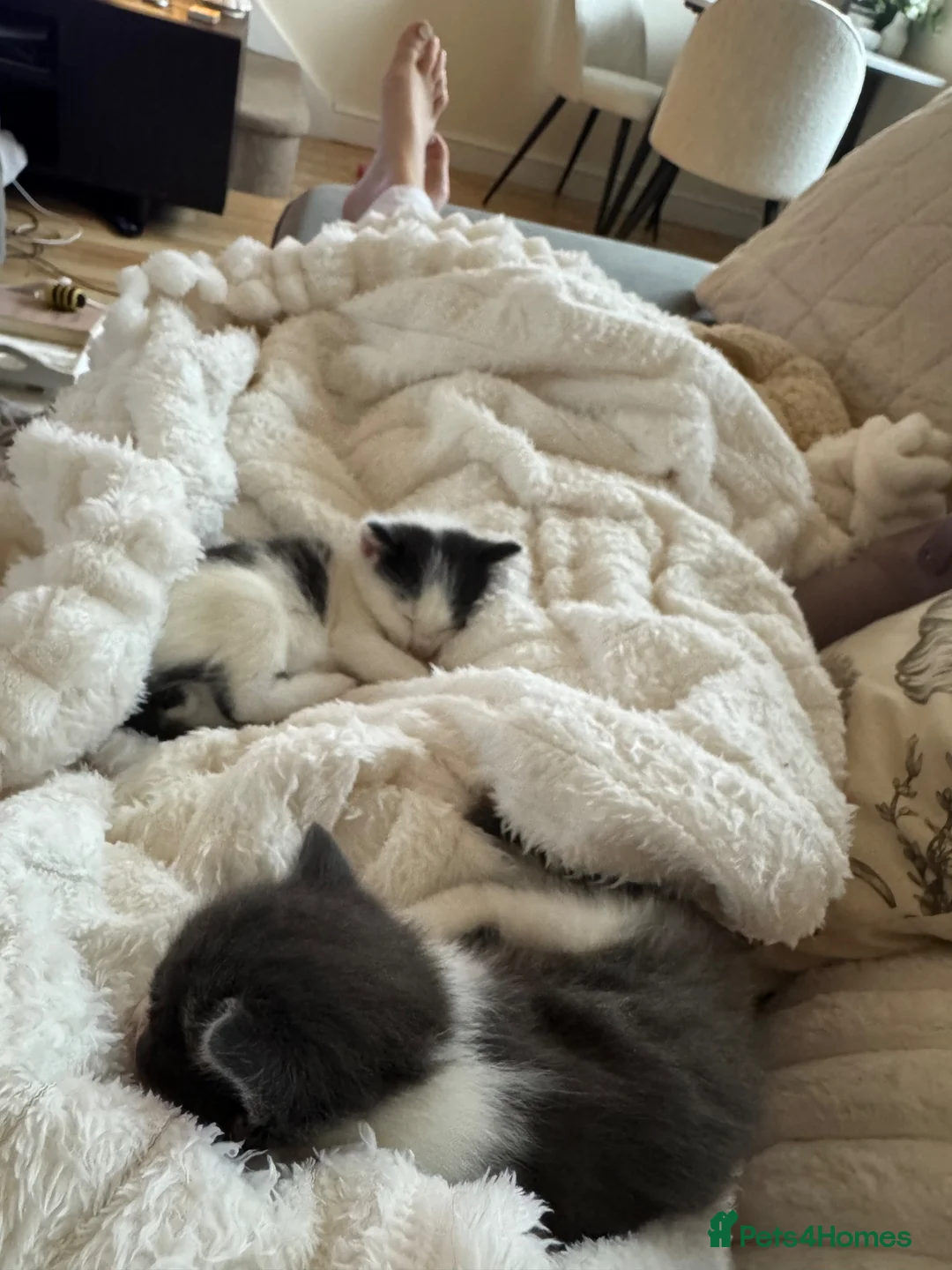 Mixed Breed cats for sale: 3 male moggy kittens  - Advert 21