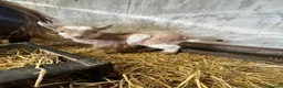 Goats livestock for sale: Proven Billy Goat – 2 Years Old Seeking Good Home - Advert 4