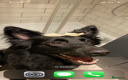 Mixed Breed dogs for sale: Ladybug - Advert 6