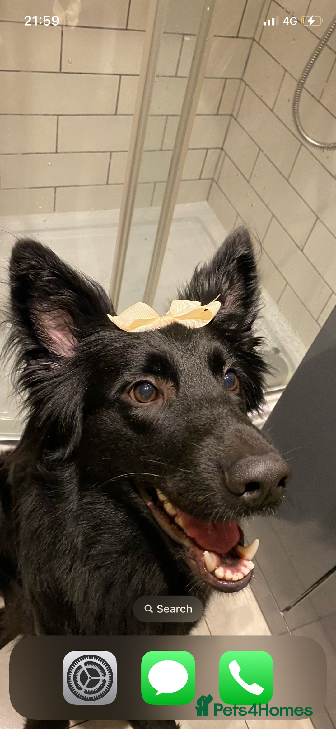 Mixed Breed dogs for sale: Ladybug - Advert 6