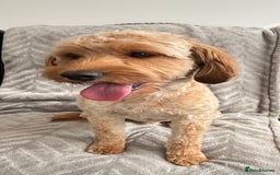 Cavapoo dogs for stud: Health tested cavapoo stud - Image 2