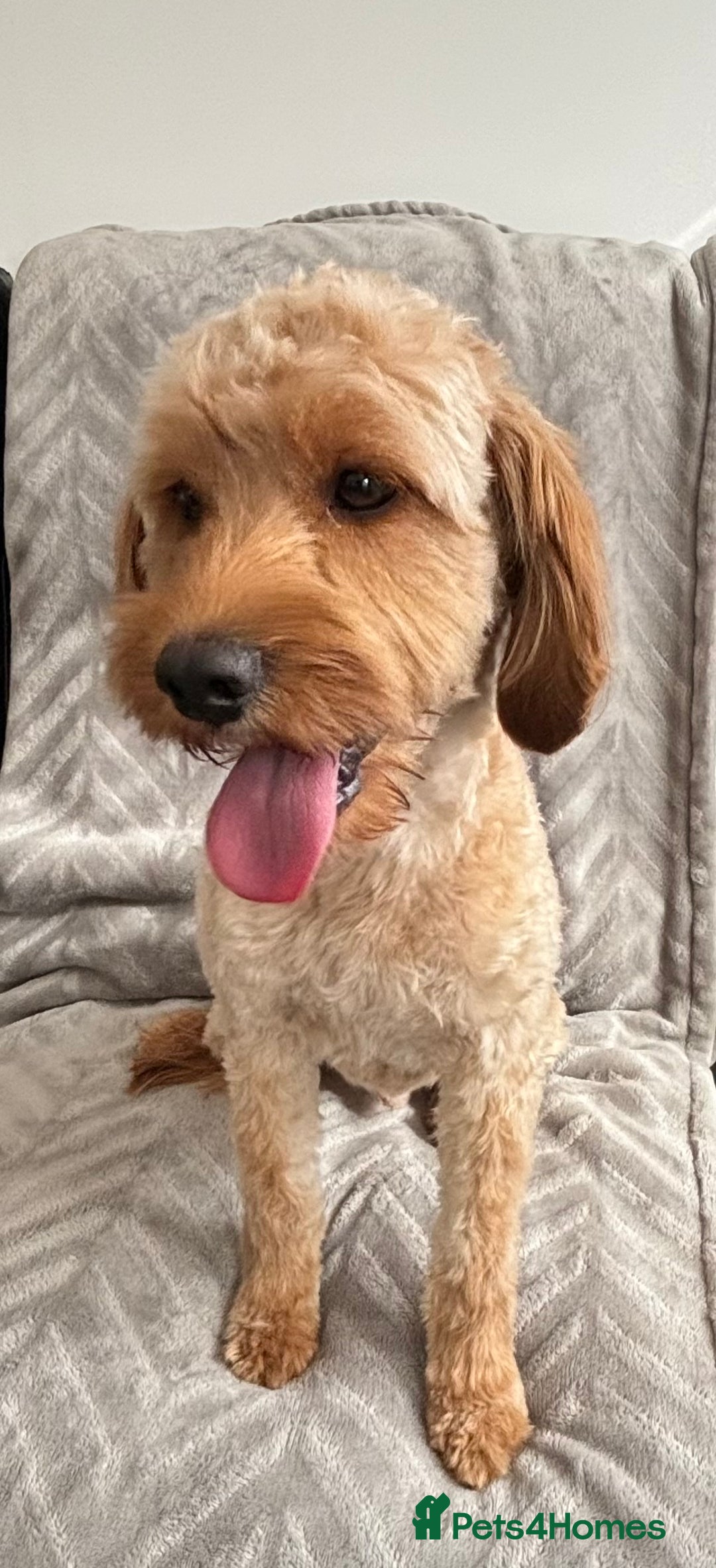 Cavapoo dogs for stud: Health tested cavapoo stud - Image 2