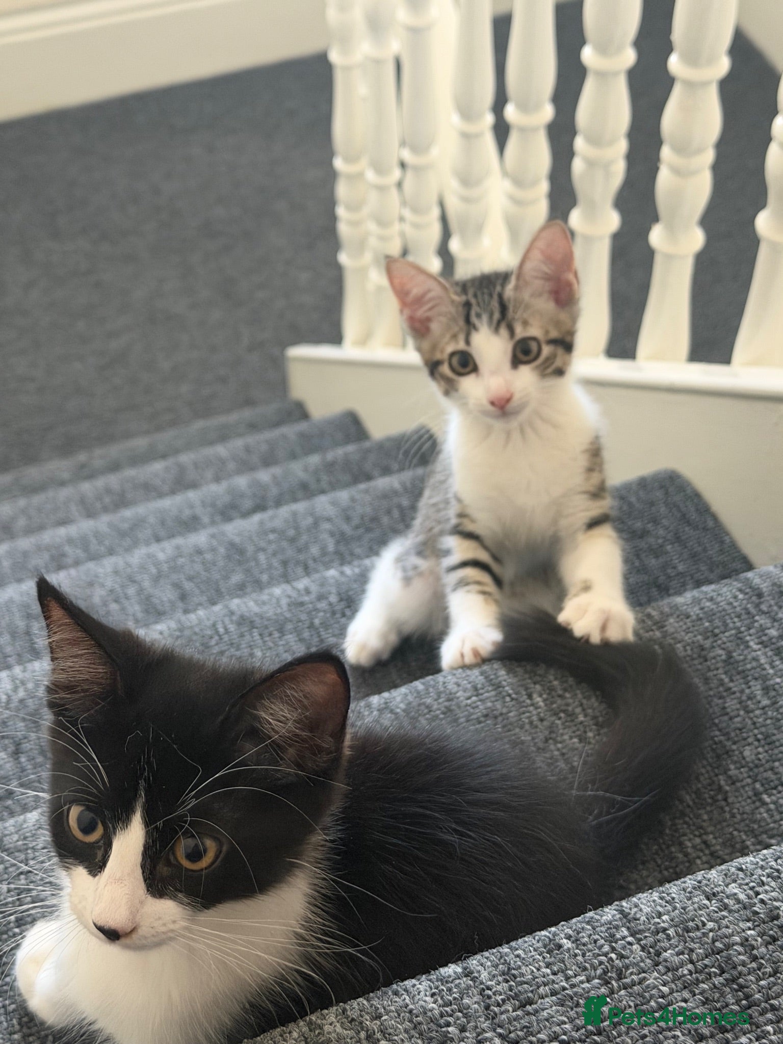 Mixed Breed cats Cute maine coone + domestic shorthair kittens - Advert 1
