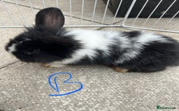 Lionhead rabbits for sale: Lionhead - Image 5
