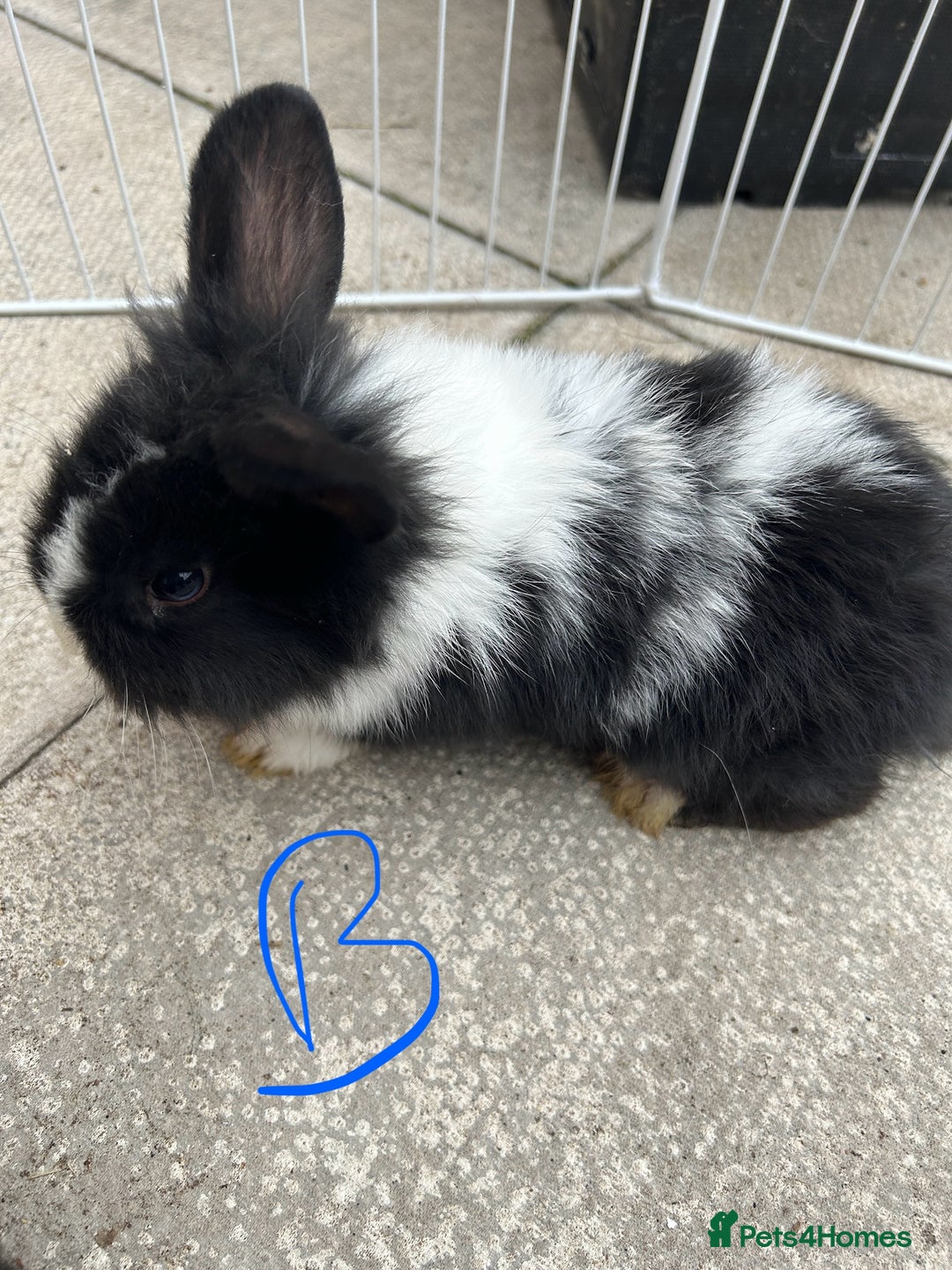 Lionhead rabbits for sale: Lionhead - Image 5