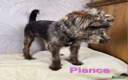 Australian Labradoodle dogs for sale: Australian Labradoodle × Fox Terrier Puppies - Image 25