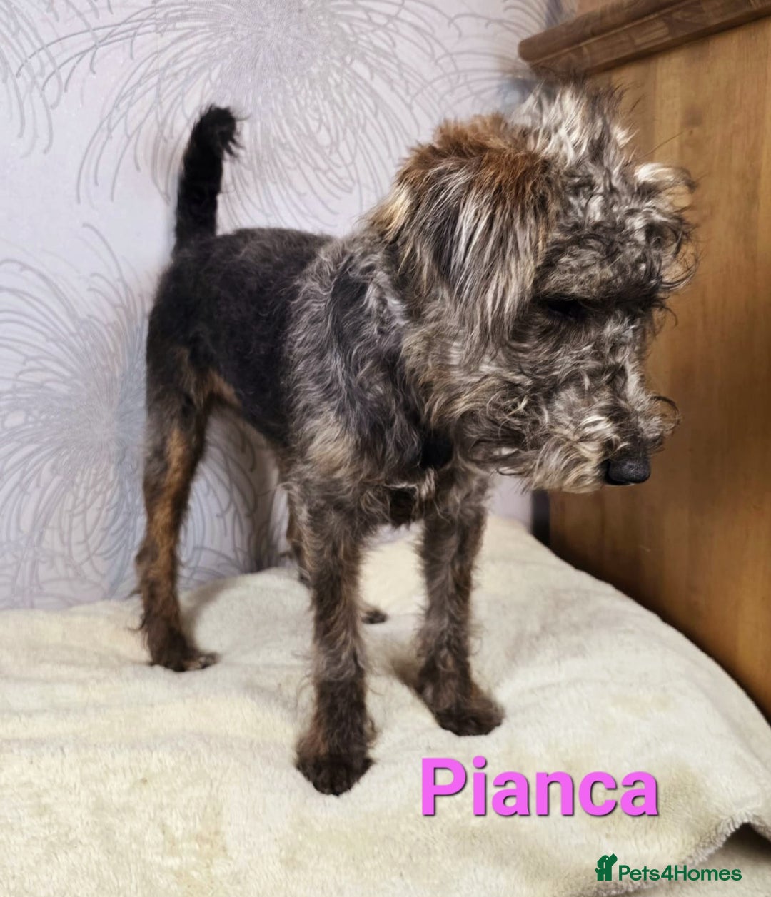 Australian Labradoodle dogs for sale: Australian Labradoodle × Fox Terrier Puppies - Image 25