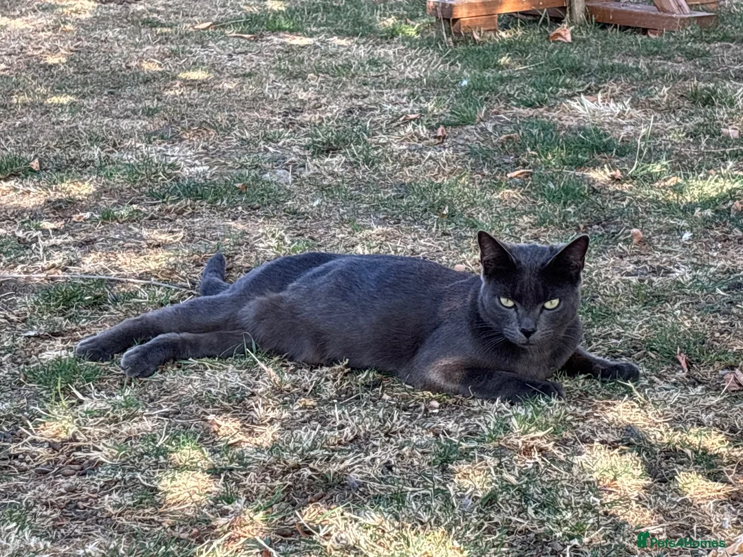 Domestic Shorthair cats for sale: Beautiful kittens for sale - Advert 1