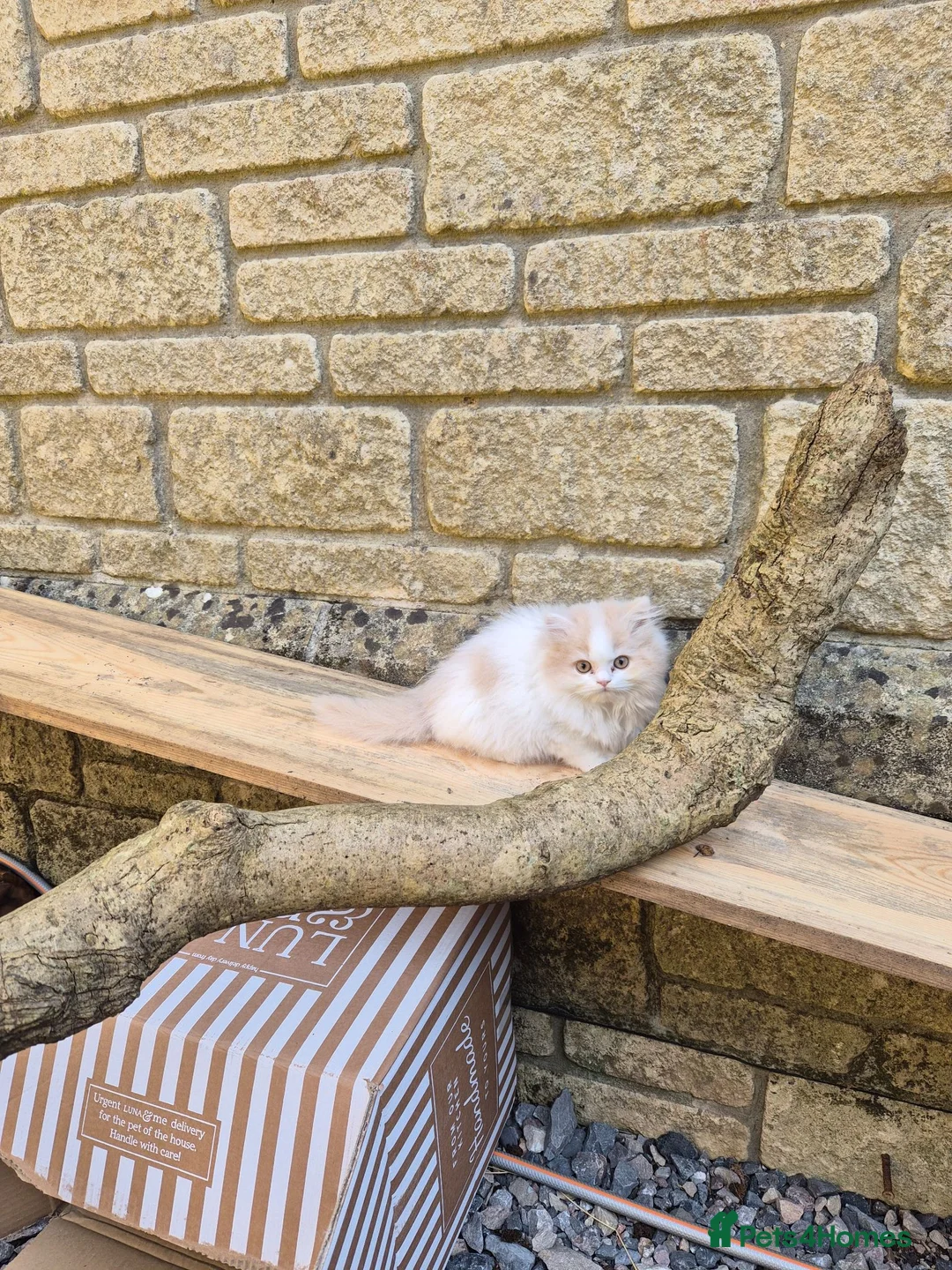British Longhair cats for sale: Stunning boy - Advert 1