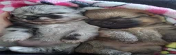 Pomeranian dogs for sale: Pomeranian puppies - Advert 1