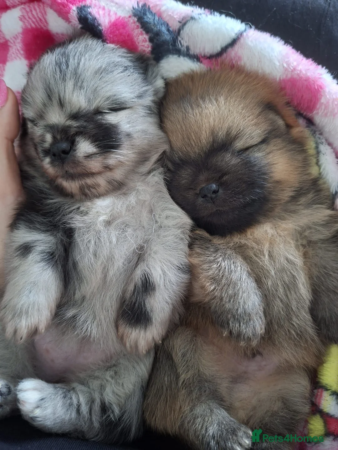 Pomeranian dogs for sale: Pomeranian puppies - Advert 1