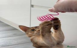 Abyssinian cats for sale: Ready to go! Don’t overlook these fab kittens  - Image 7