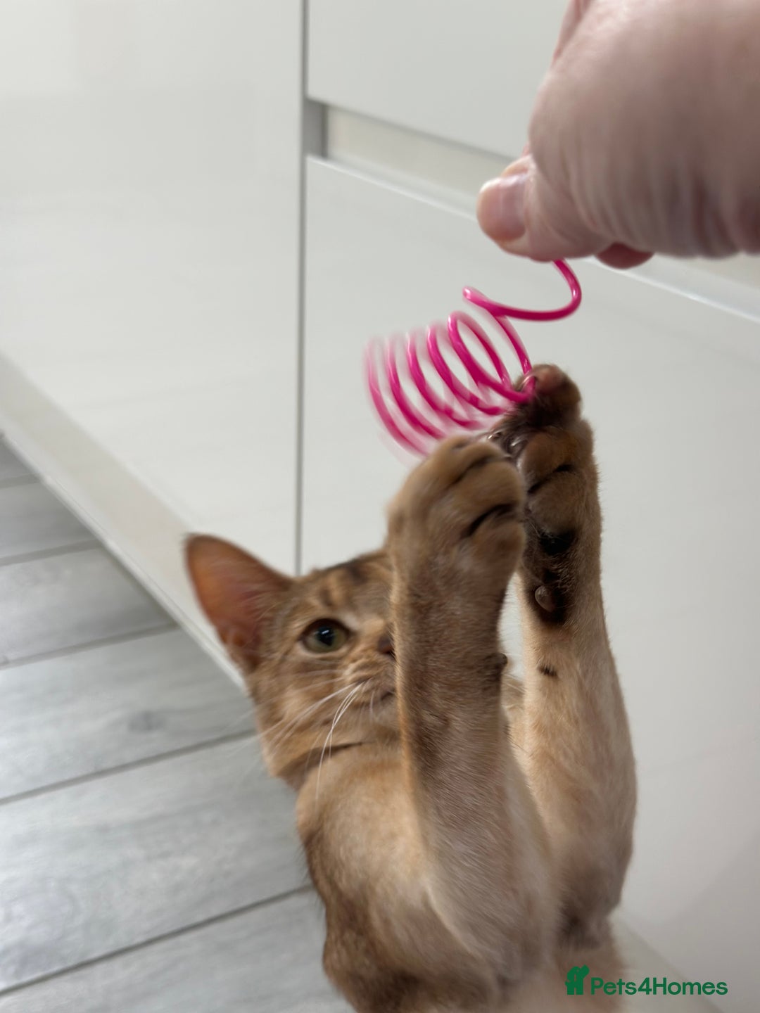 Abyssinian cats for sale: Ready to go! Don’t overlook these fab kittens  - Image 7