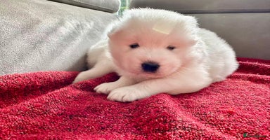 Samoyed dogs - Advert 7