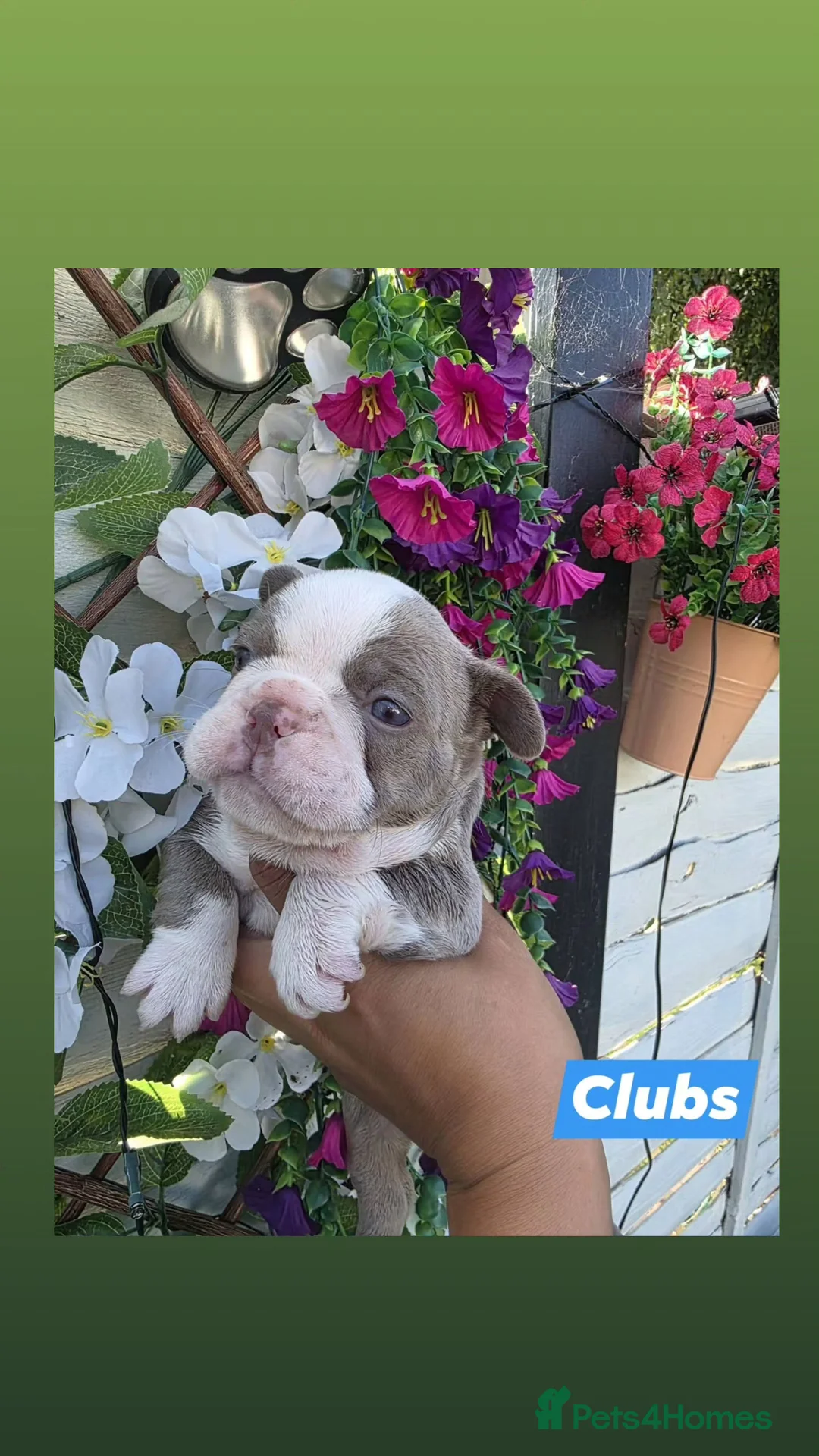 French Bulldog dogs for sale: New shade isabella Panda Husky  in Birmingham - Advert 2