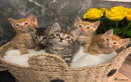 Mixed Breed cats for sale: Beautiful kittens  - Image 4