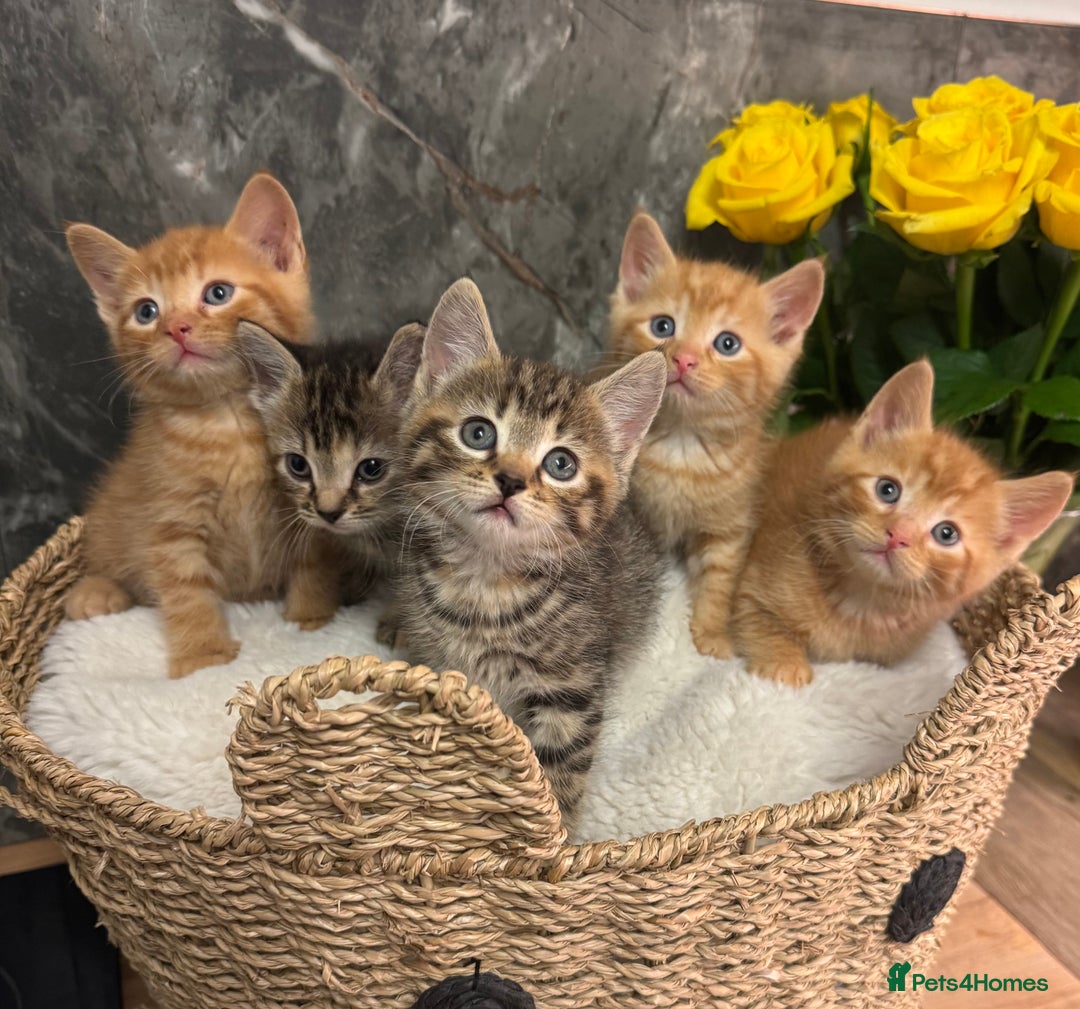 Mixed Breed cats for sale: Beautiful kittens  - Image 4