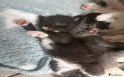 Mixed Breed cats for sale: Mixed breed kittens- Grey & white males and Tuxedo - Image 7