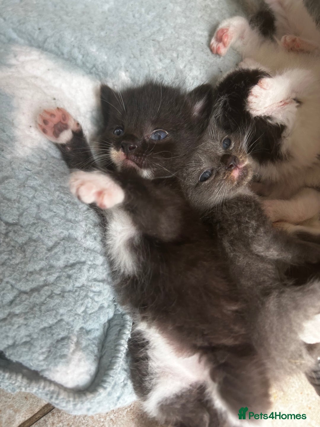 Mixed Breed cats for sale: Mixed breed kittens- Grey & white males and Tuxedo - Image 7