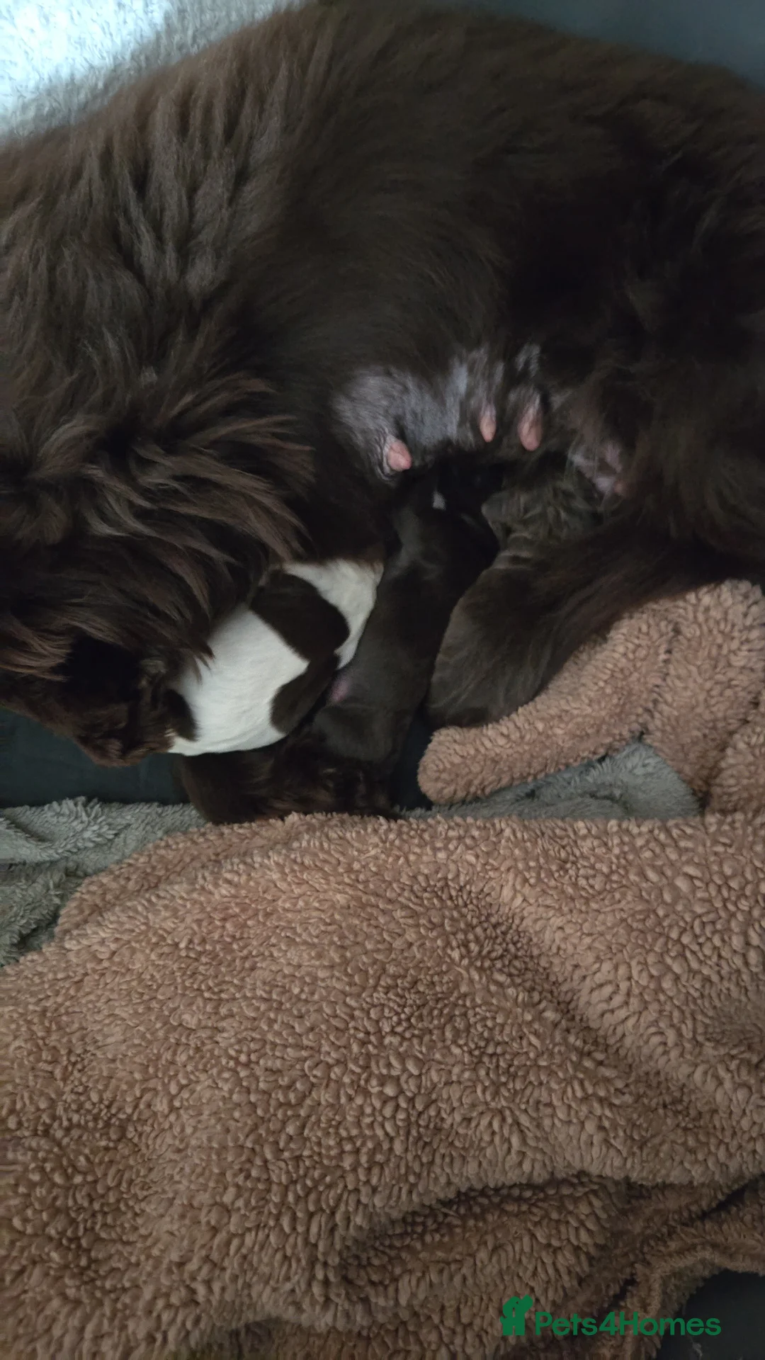 Cocker Spaniel dogs for sale: Working Cocker Spaniels Chocolate in Watford - Advert 22