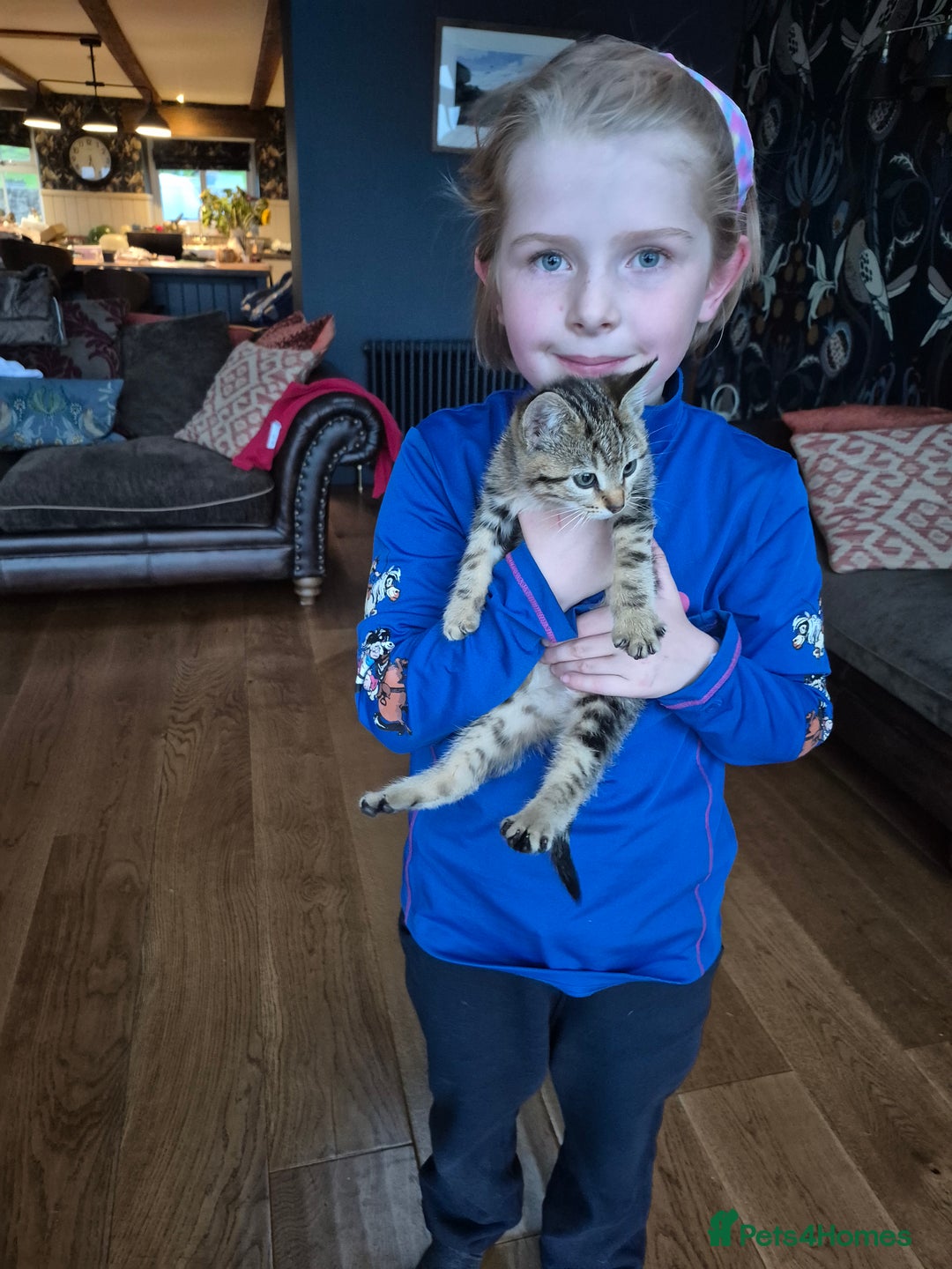 Mixed Breed cats for sale: Beautiful marked  friendly kittens  - Image 2