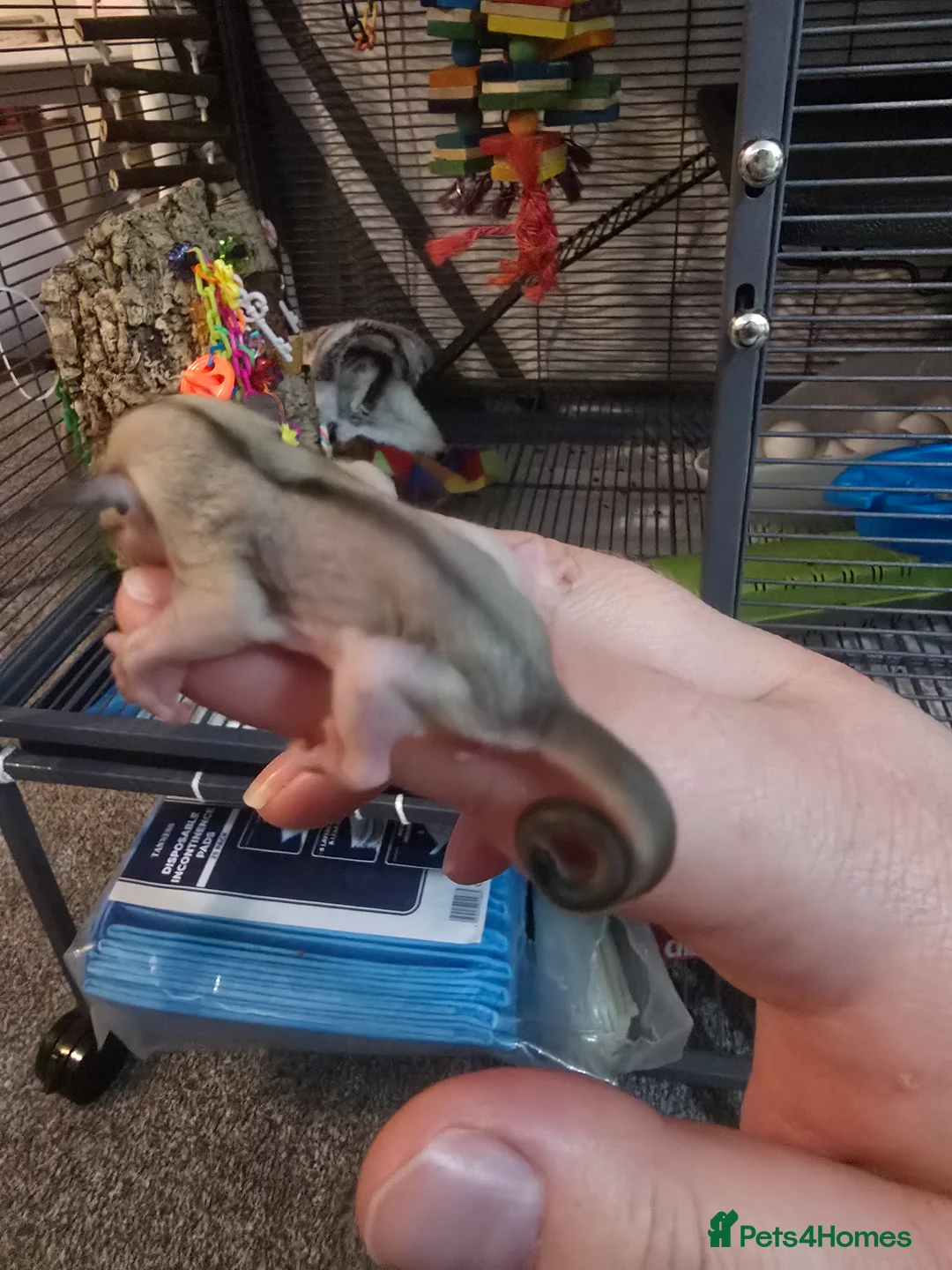 Sugar Glider rodents for sale: Sugar glider boy and girl for sale not ready yet in Great Yarmouth - Advert 8