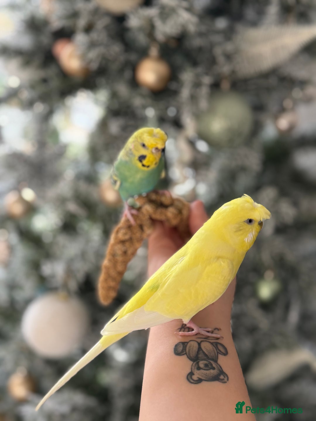 Budgerigars birds for sale: Pair of budgies  - Advert 9