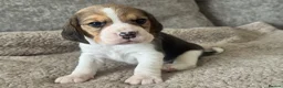 Beagle dogs for sale: TRUE SHOW TYPE KC REGISTERED BEAGLES - Advert 4