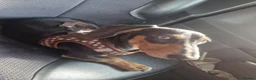 Dachshund dogs for sale: Dashould minture - Advert 4