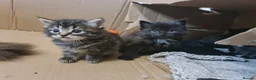 Mixed Breed cats for sale: 2 brother kittens for sale - Advert 7