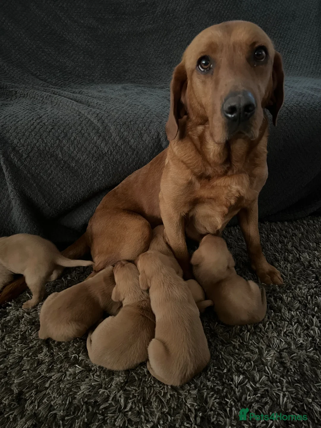 Labrador Retriever dogs for sale: Stunning Fox Red Labrador pups for sale - Advert 9