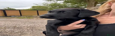 Labrador Retriever 1