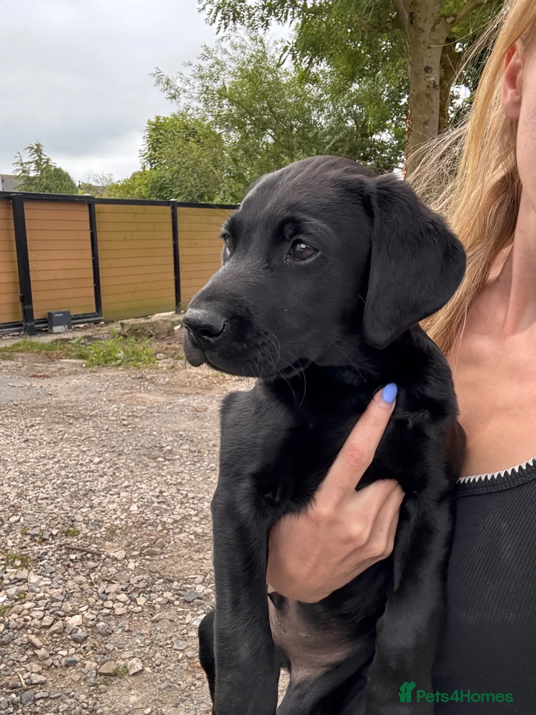 Labrador Retriever dogs for sale: Khakicampbel Sapphire x Striker Jake  - Advert 4
