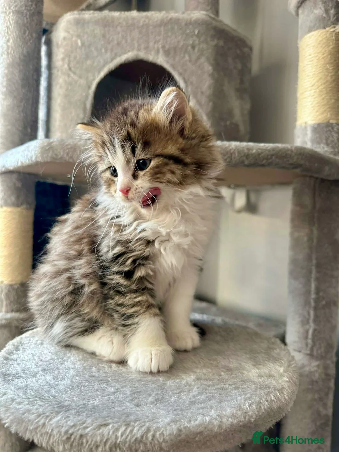 Ragdoll cats for sale: Adorable Kittens Looking for Loving Homes  - Advert 2