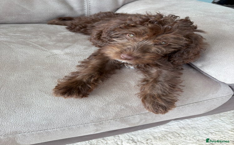 Cockapoo dogs - Advert 1