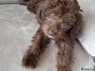 Cockapoo dogs for sale - Advert 1