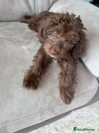 Cockapoo dogs - Advert 1