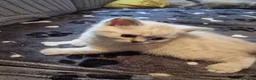 Scottish Fold cats for sale: Scottish Straight and Scottish Fold  - Advert 10