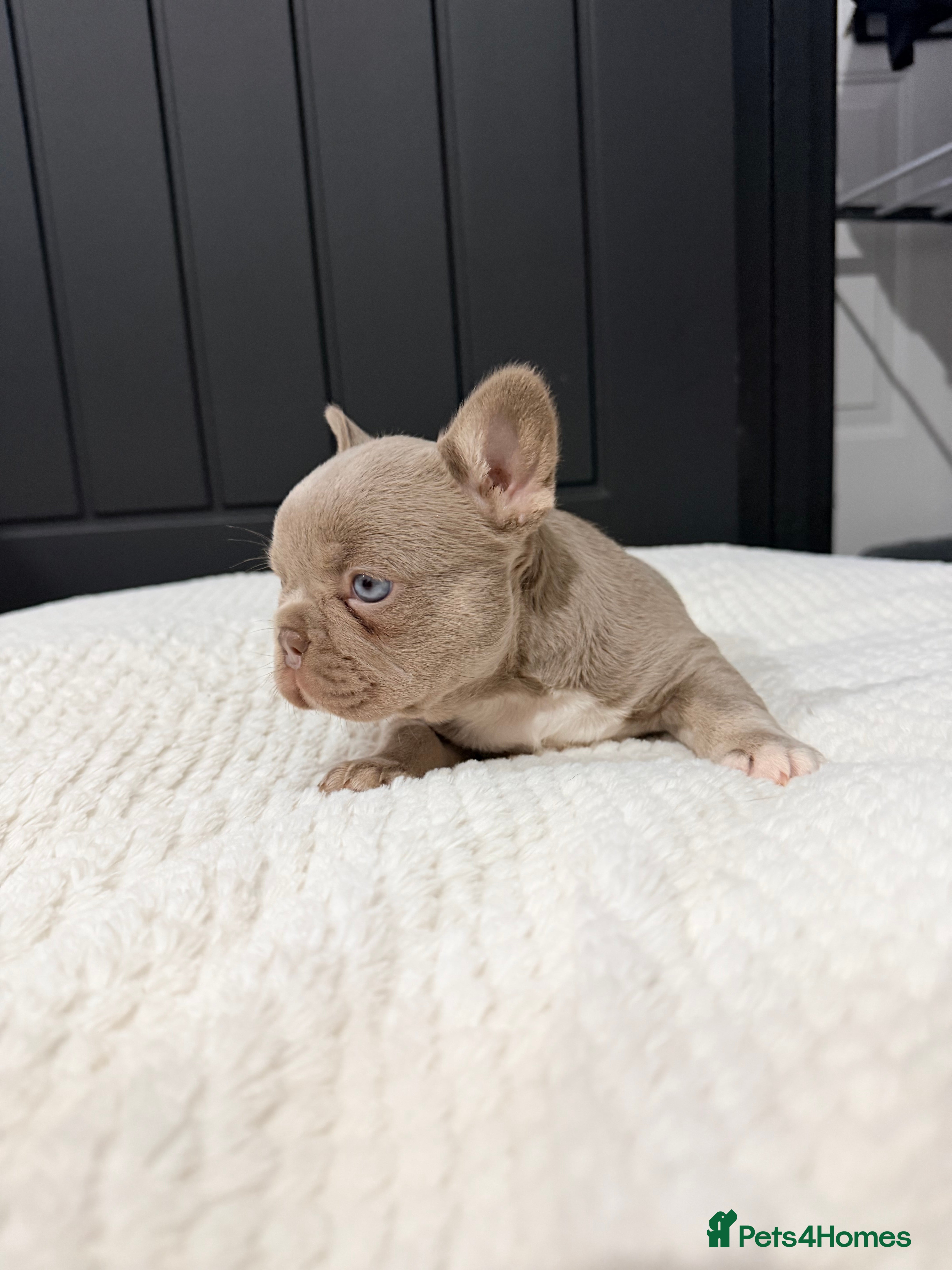 French Bulldog dogs 2 Frenchy girls - Advert 2