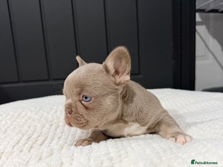 French Bulldog dogs 2 Frenchy girls - Advert 1