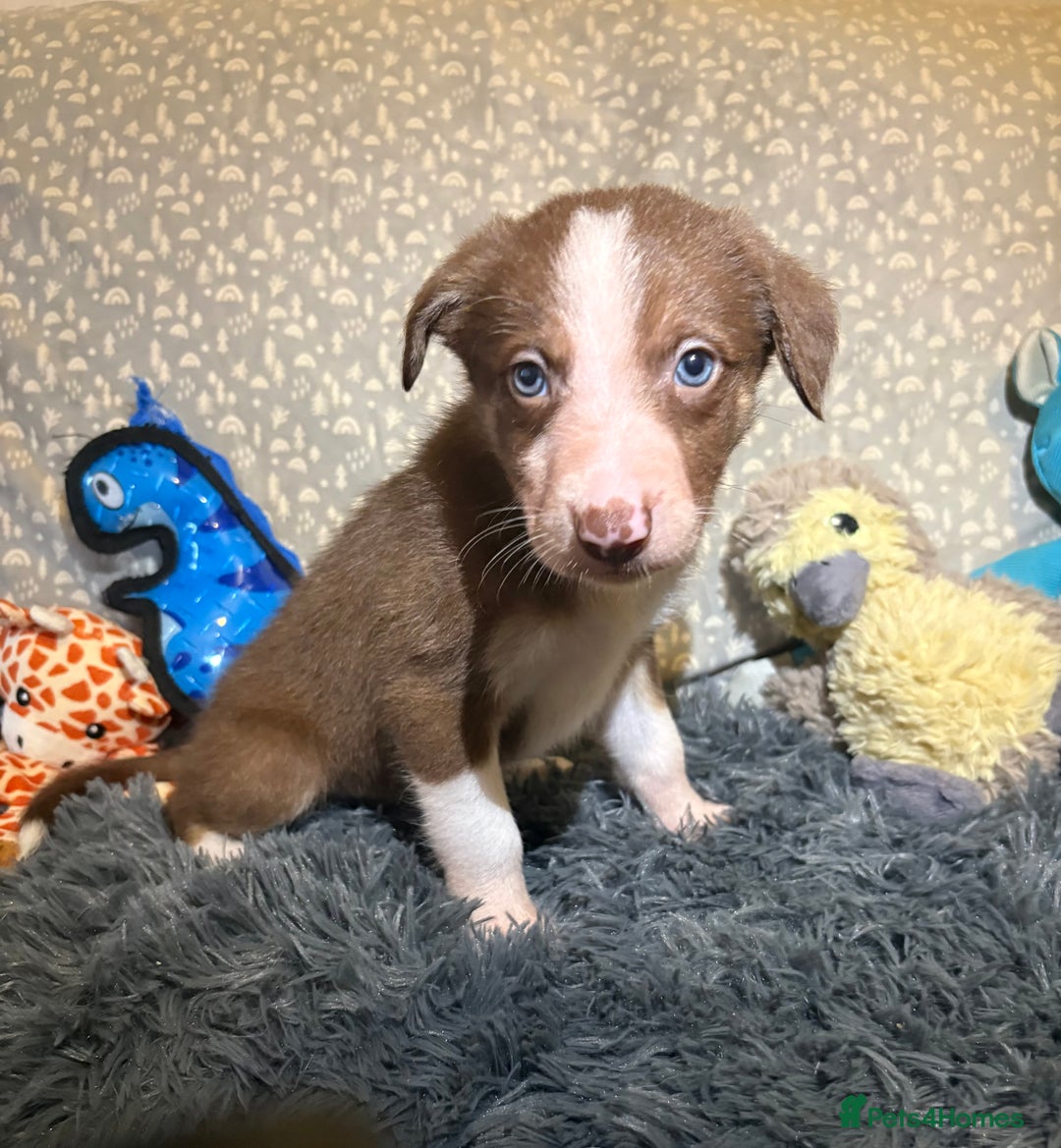 Border Collie dogs for sale: Border collie puppies for active homes  - Advert 16