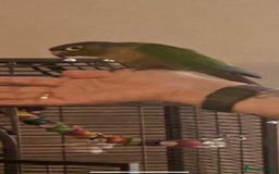 Conures birds for sale: Handreared green cheek Conures 16 weeks old - Image 7