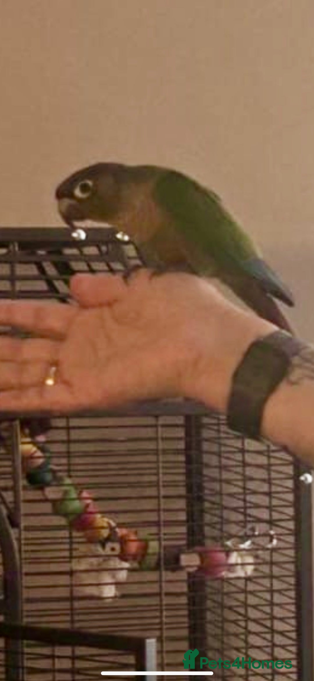 Conures birds for sale: Handreared green cheek Conures 16 weeks old - Image 7