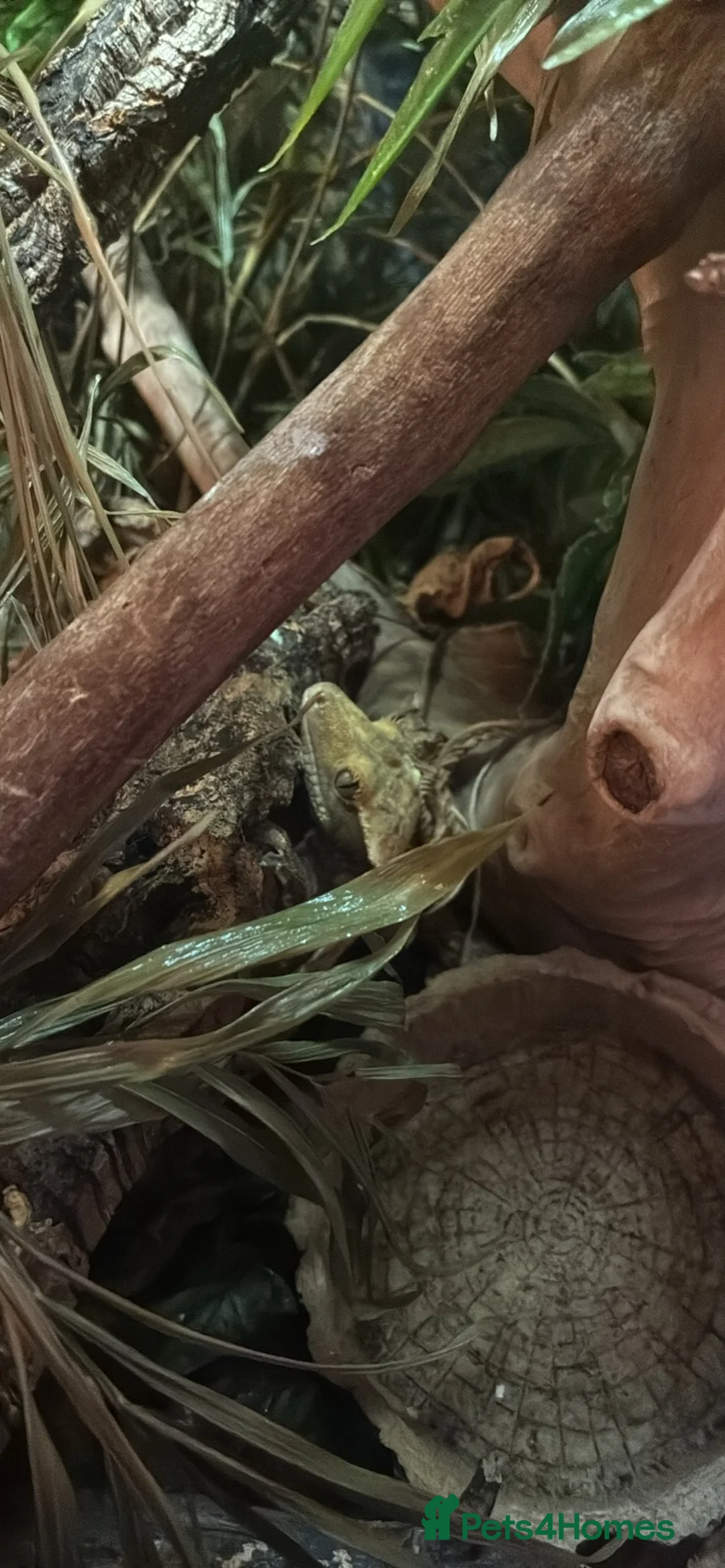 Gecko reptiles for sale: Adult Crested Gecko + Vivarium in London - Advert 2