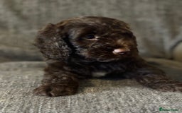 Cockapoo dogs for sale: Gorgeous cockapoo puppies  - Image 15
