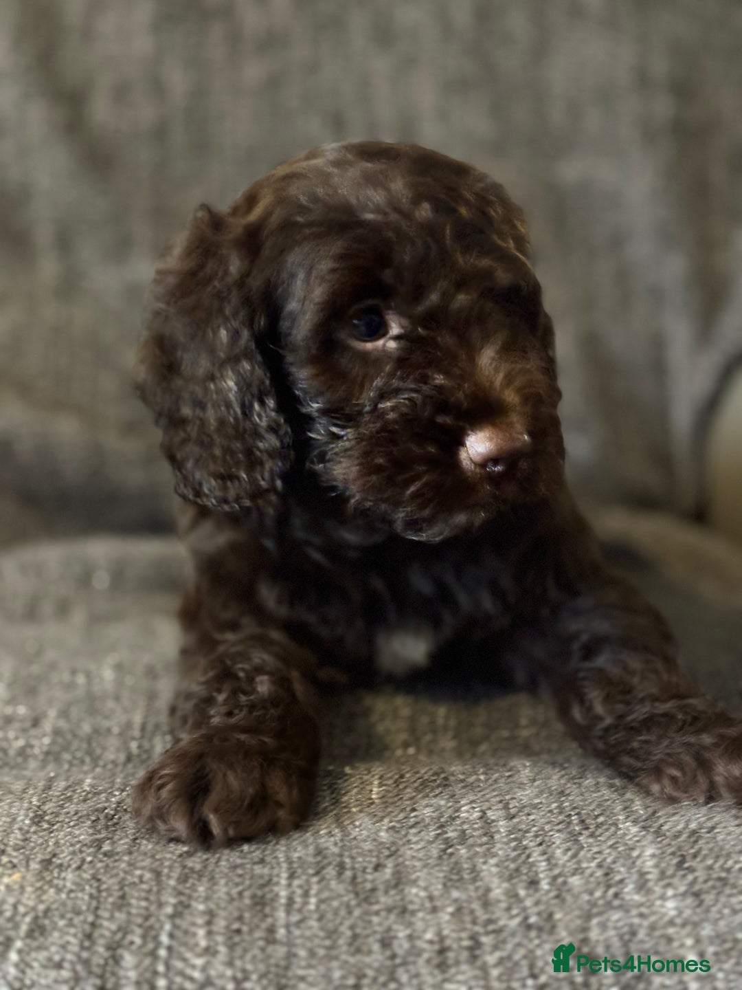 Cockapoo dogs for sale: Gorgeous cockapoo puppies  - Image 15